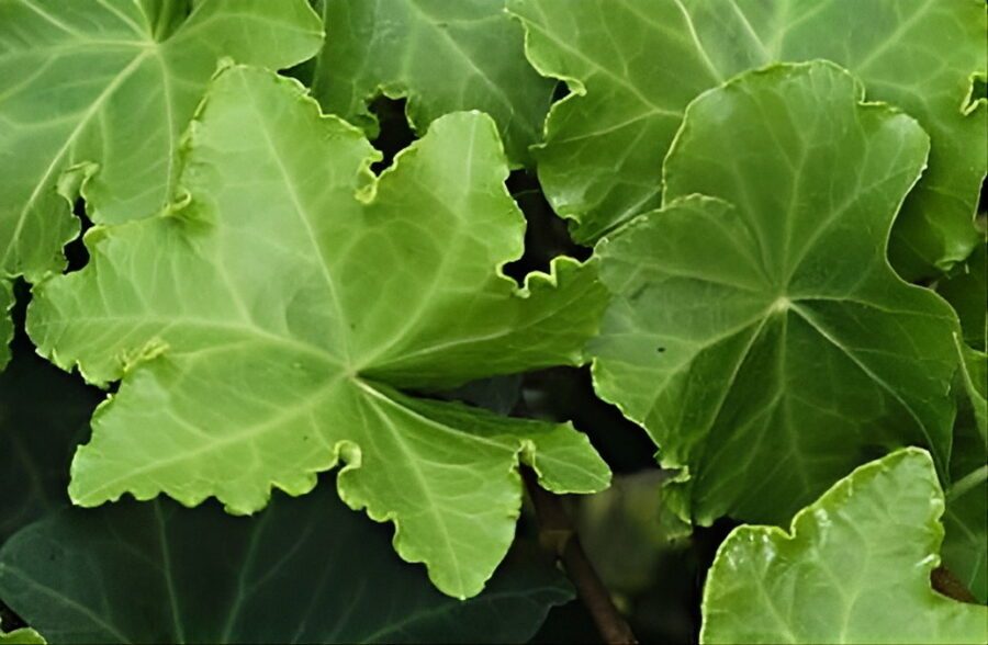 Hedera helix 'Parsley Crested'