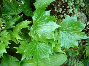 Hedera helix 'Pegasus'