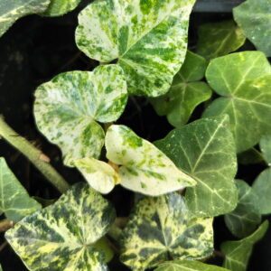 Hedera helix ‘Peppermint Arborescens’ – Lierre adulte