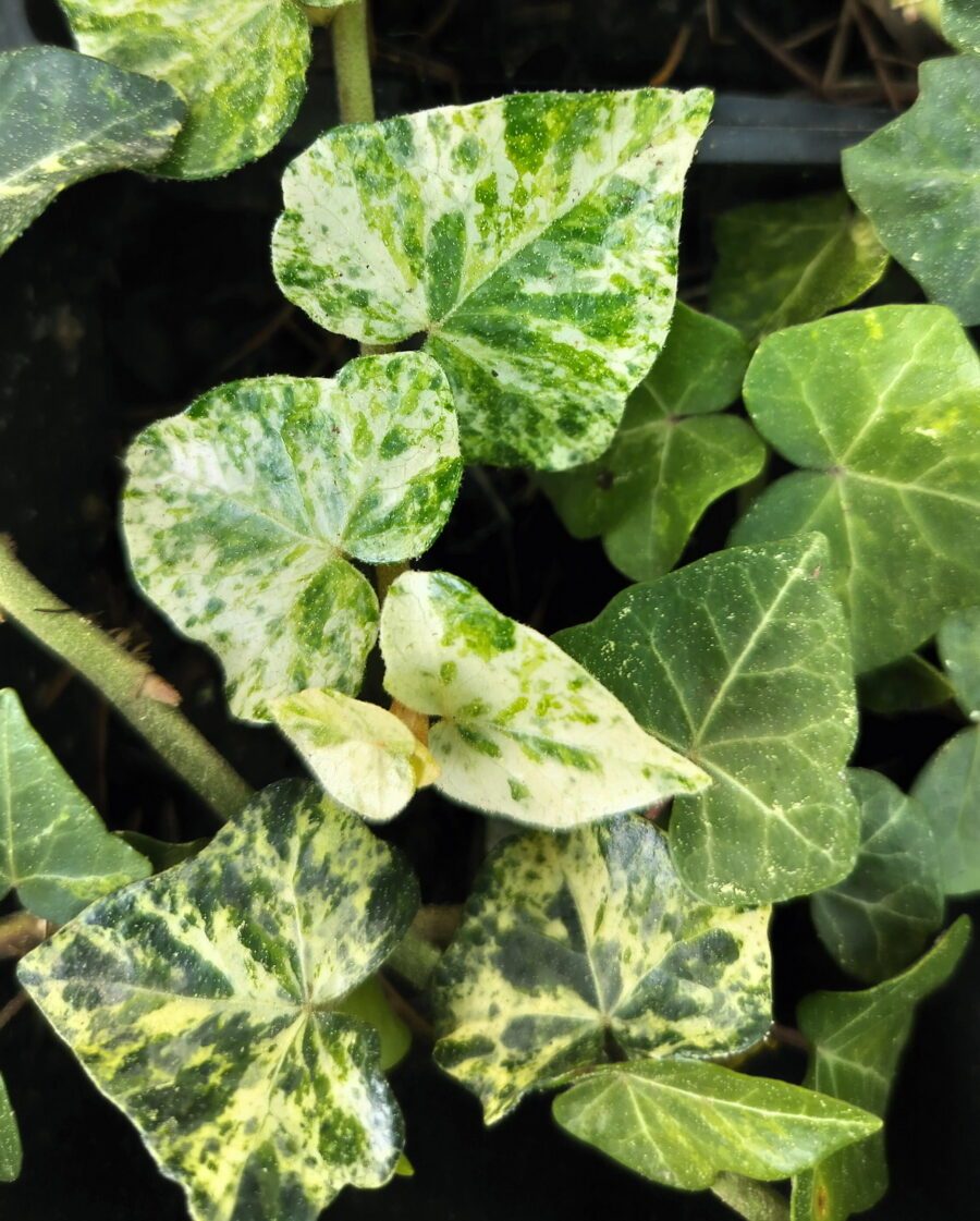 Hedera helix 'Peppermint Arborescent'