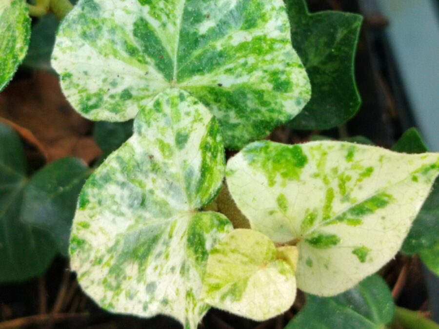 Hedera helix 'Peppermint Arborescens'