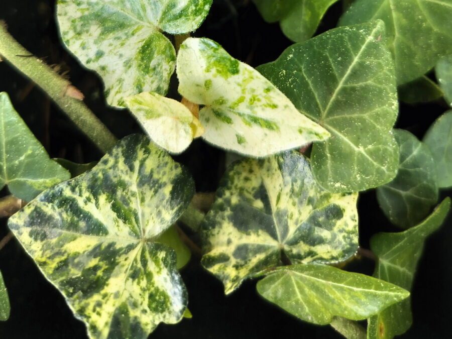 Hedera helix 'Peppermint Arborescens'