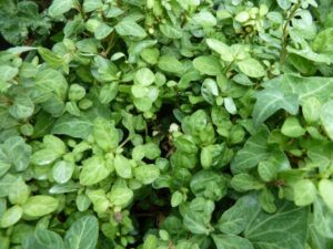 Hedera helix 'Very Merry'