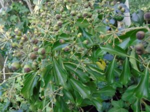 Hedera helix ‘Palmata Adulte’_3