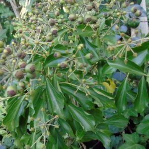 Hedera helix ‘Palmata’ adulte