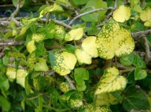 Hedera hibernica 'Angularis Aurea'