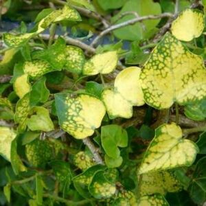 Hedera hibernica ‘Angularis Aurea’ – Lierre d’Irlande