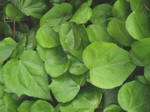 Hedera colchica 'Dentata'