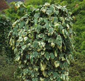 Hedera colchica 'Dentata Variegata'