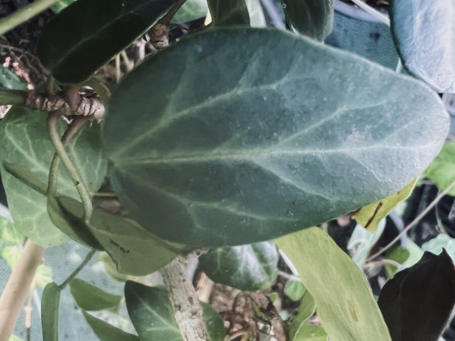 Hedera colchica 'Georgian'