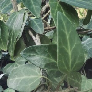 Hedera colchica ‘Georgian’ – Lierre du Caucase