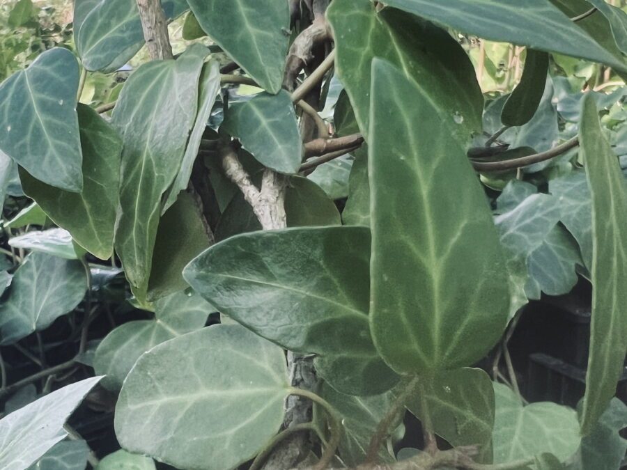 Hedera colchica 'Georgian'