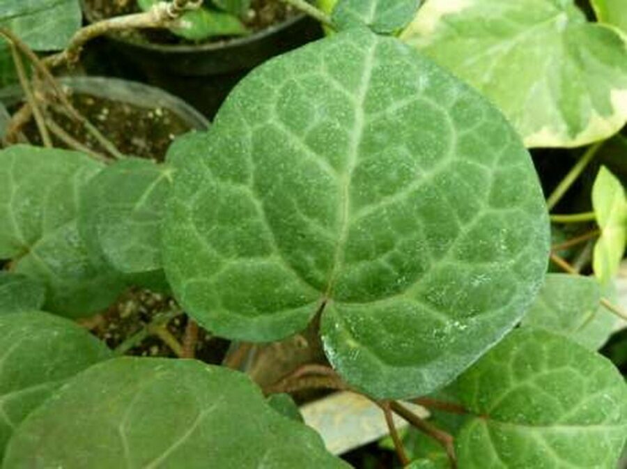 Hedera colchica 'My Heart'