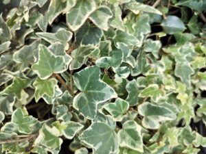 Hedera helix 'Ardingly'