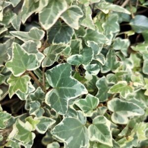 Hedera helix ‘Ardingly’ – Lierre d’ornement