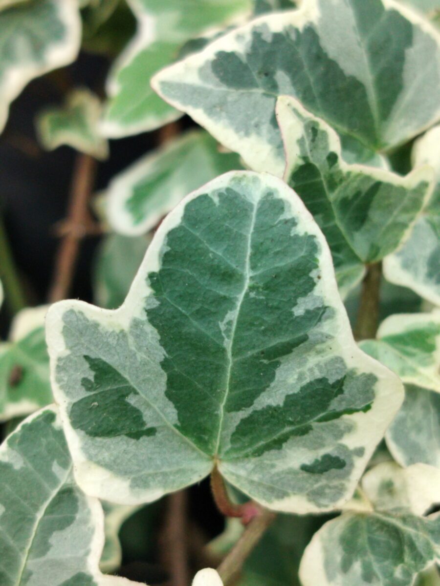 Hedera helix 'Ardingly'