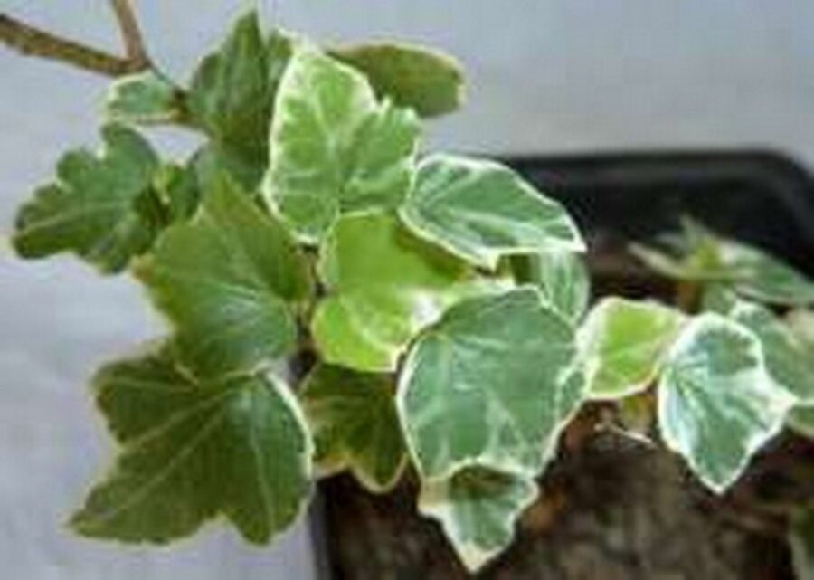 Hedera helix 'Ardingly'