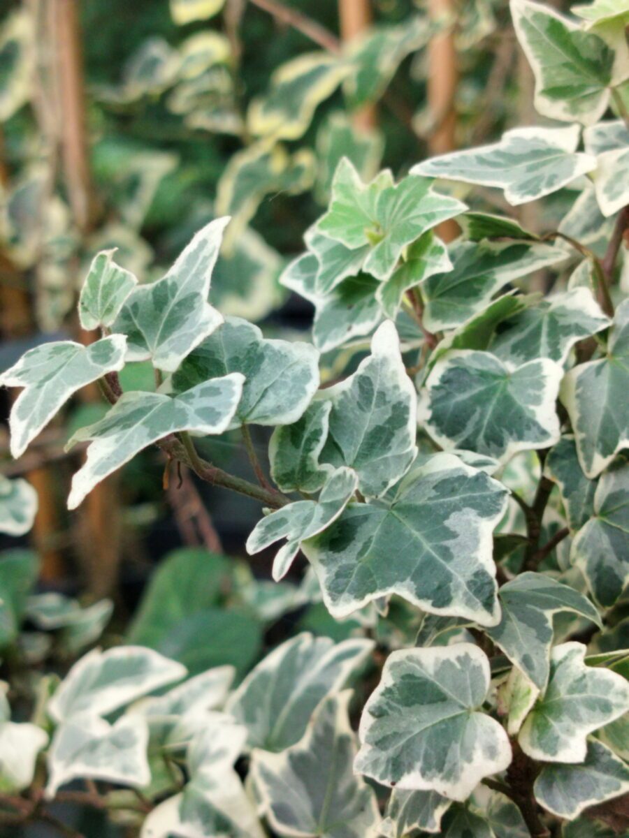 Hedera helix 'Ardingly'