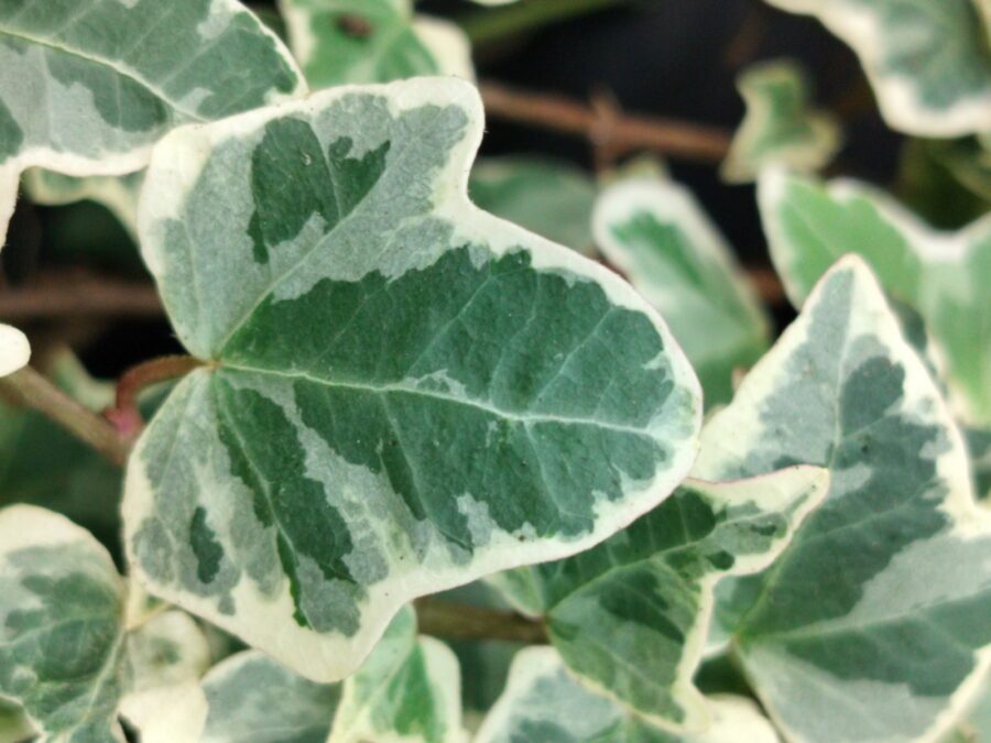 Hedera helix 'Ardingly'