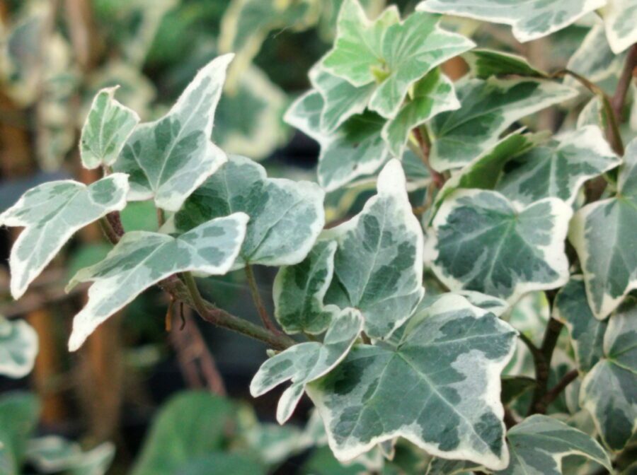 Hedera helix 'Ardingly'