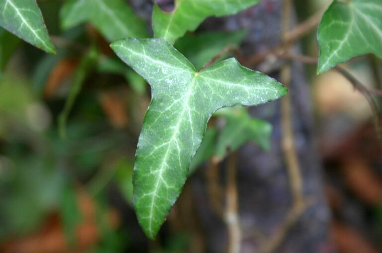 Hedera Helix Atropurpurea Lierre D Ornement La Boutique Du Lierre