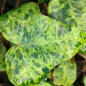 Hedera helix ‘Baby Gold Dust’ – Lierre d’ornement