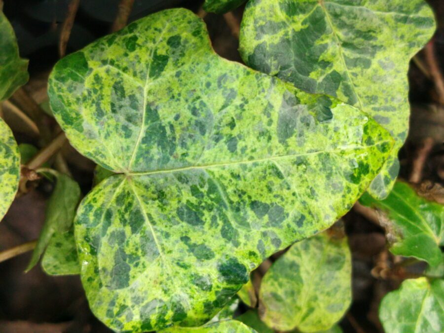 Hedera helix 'Baby Gold Dust'