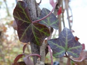 Hedera helix 'Balkon'