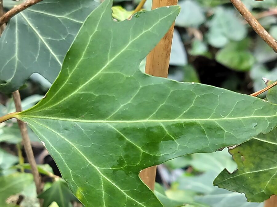 Hedera hibernica 'Betty Allen'