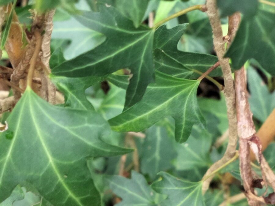 Hedera hibernica 'Betty Allen'