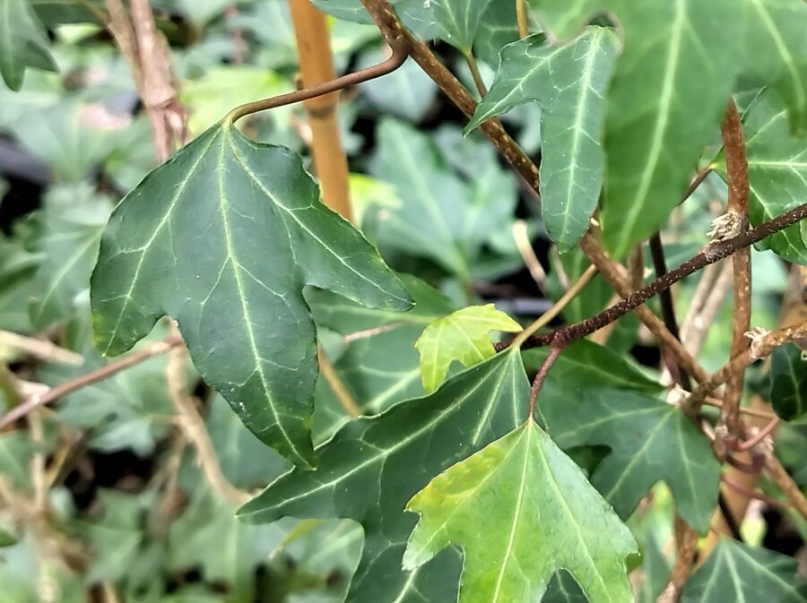 Hedera hibernica 'Betty Allen'