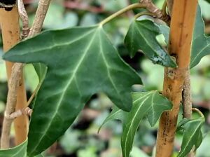 Hedera hibernica 'Betty Allen'