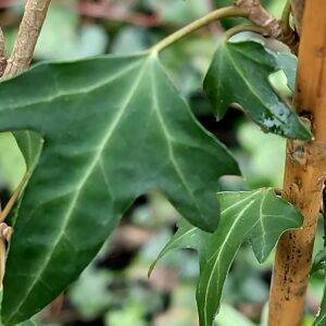 Hedera hibernica ‘Betty Allen’ – Lierre d’Irlande