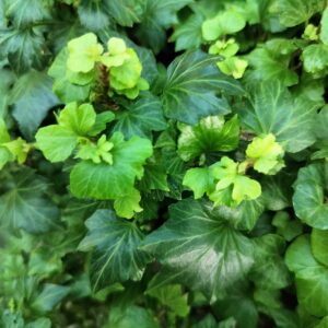 Hedera helix ‘Cheeky’ – Lierre d’ornement