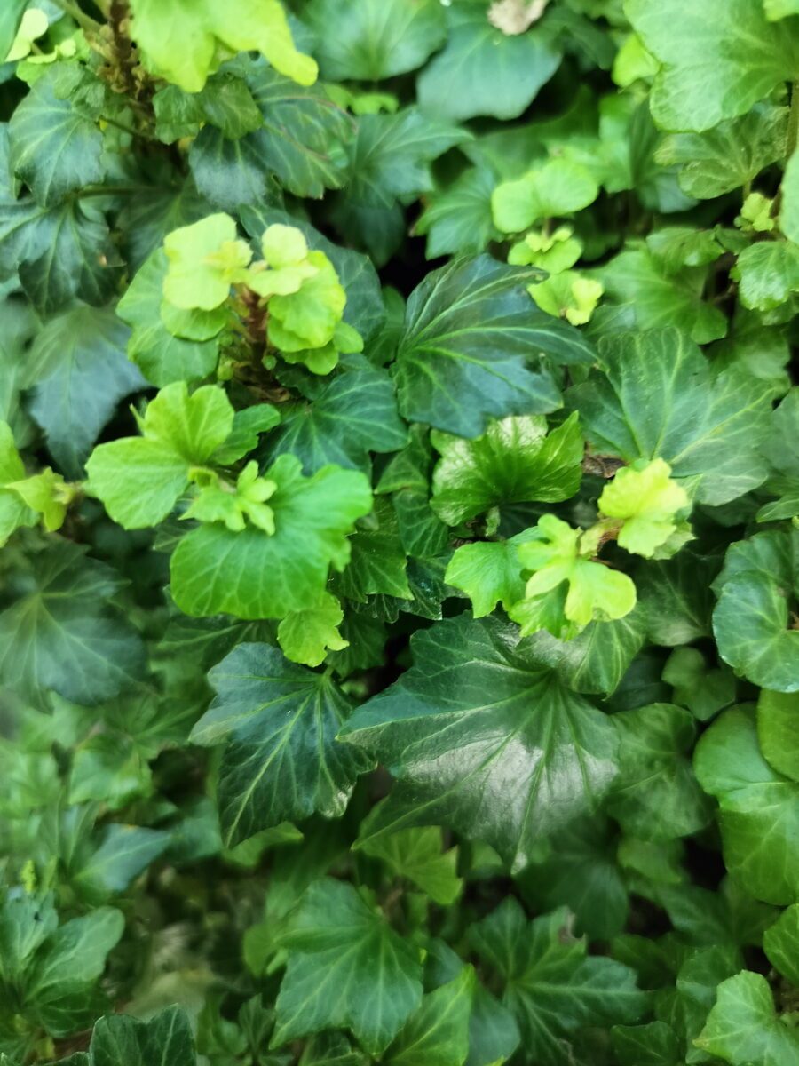 Hedera helix 'Cheeky'