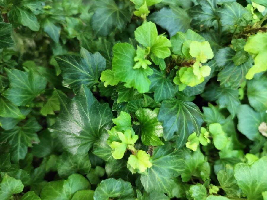 Hedera helix 'Cheeky'