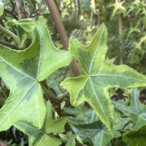 Hedera helix 'Courage' - Ornamental ivy