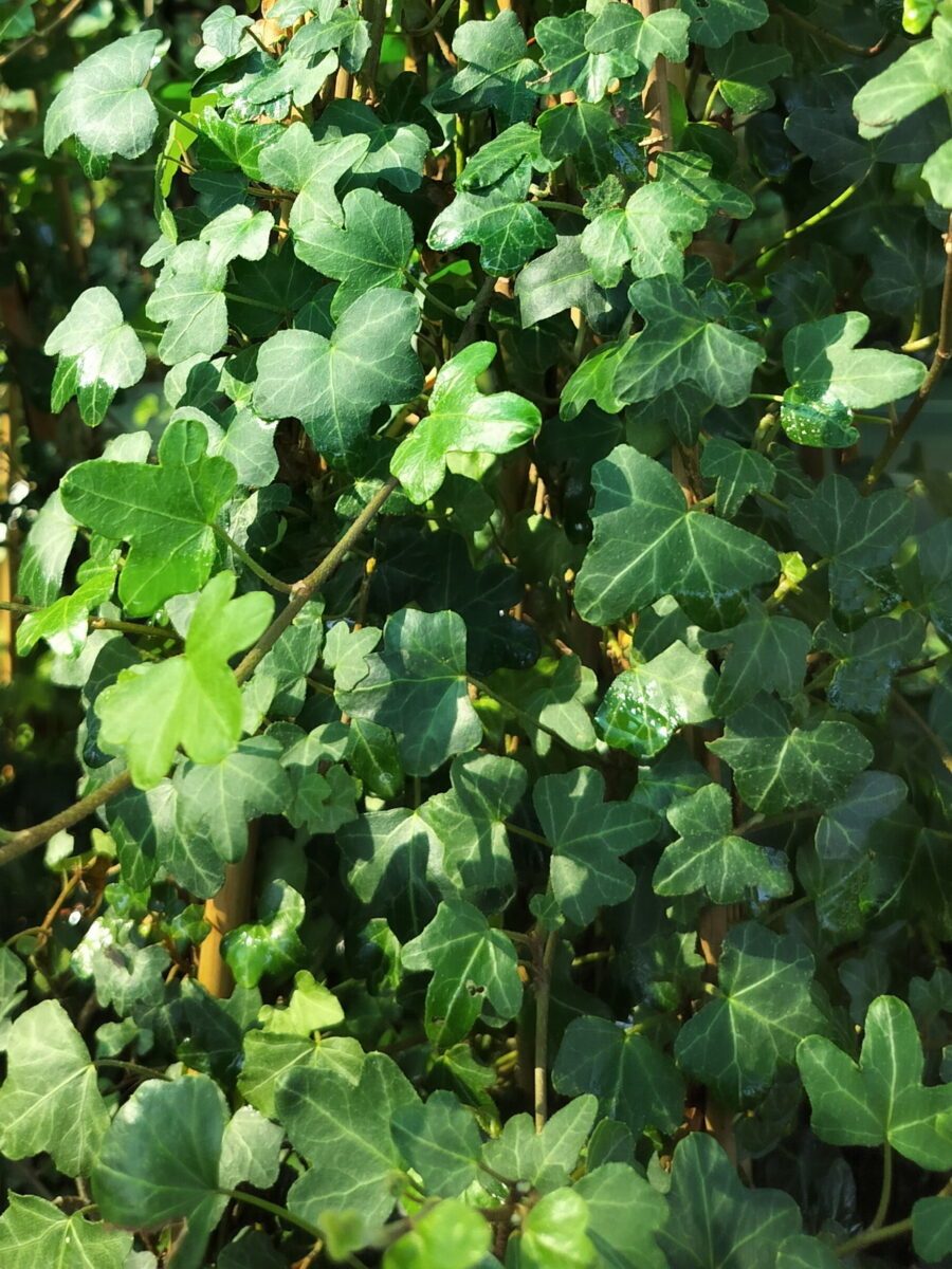 Hedera helix 'Duckfoot'