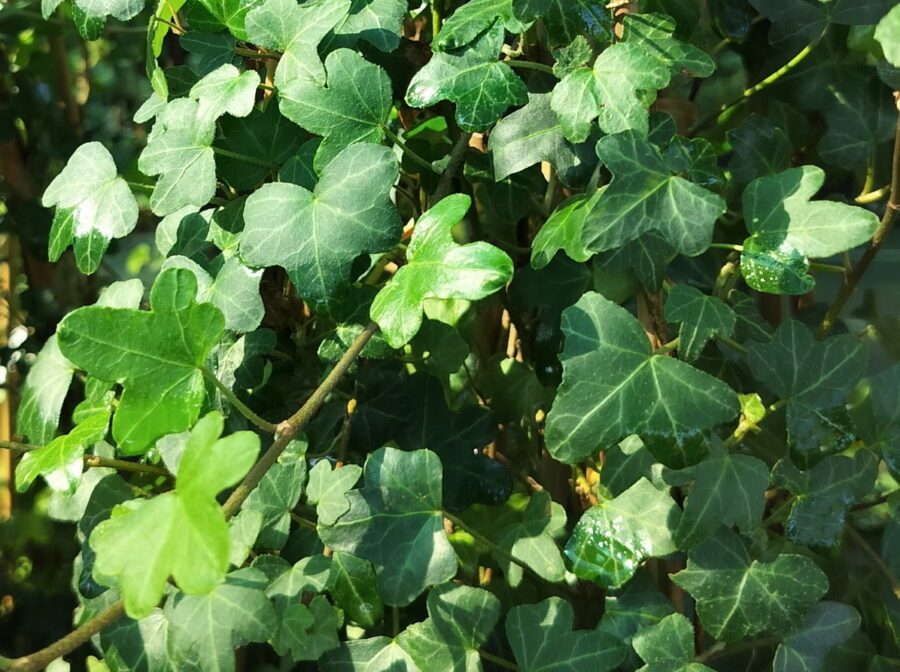 Hedera helix 'Duckfoot'