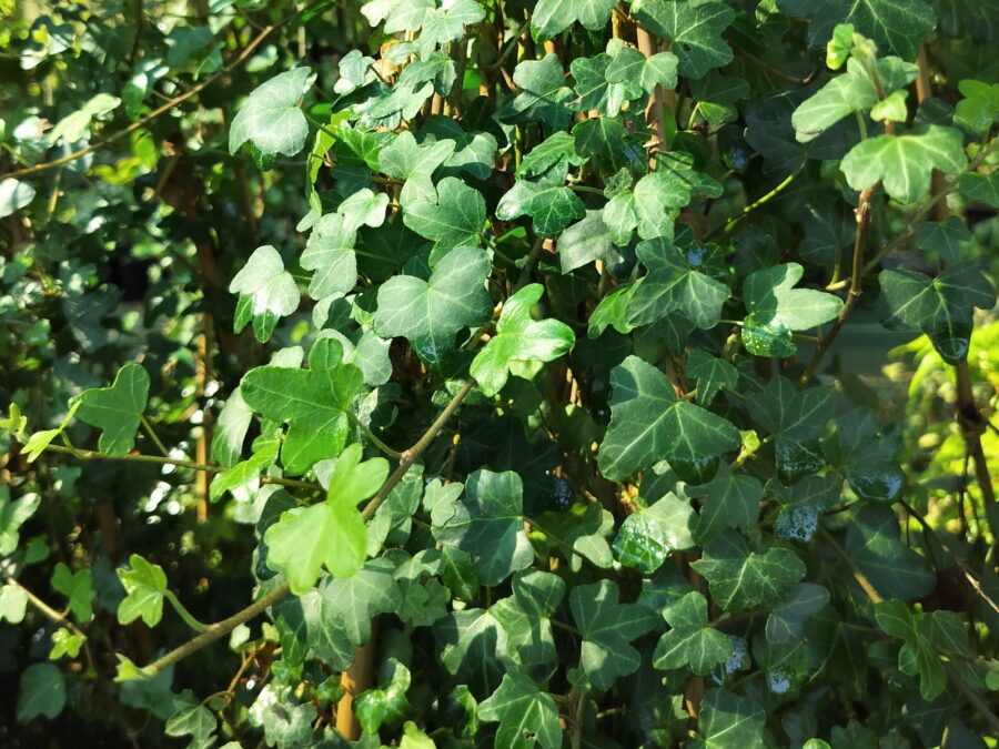 Hedera helix 'Duckfoot'