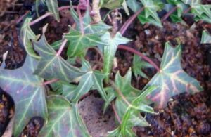 Hedera helix 'Feenfinger'