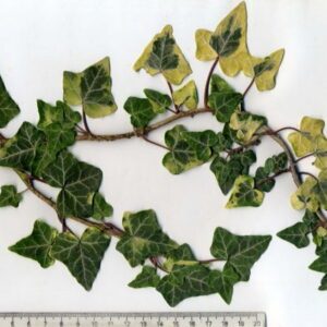 Hedera helix ‘Flashback’ – Lierre d’ornement