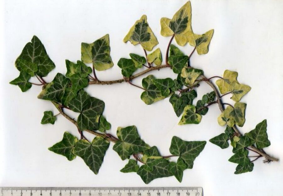 Hedera helix 'Flashback'