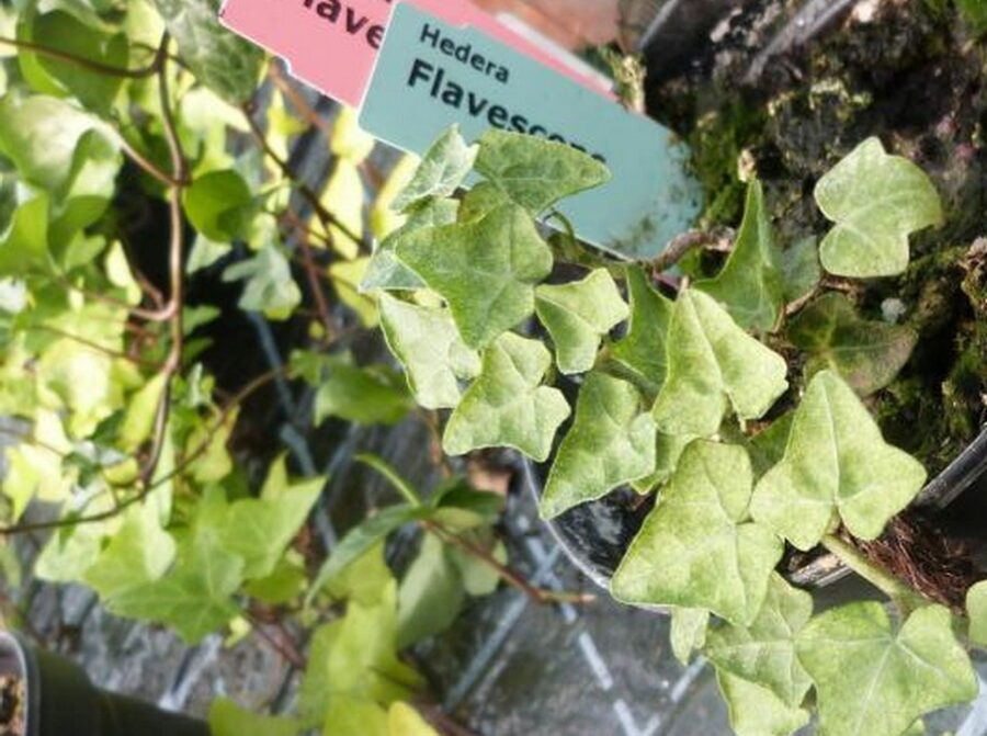 Hedera helix 'Flavescens'