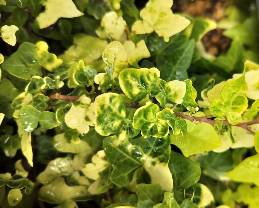 Hedera helix 'Gold Forever'