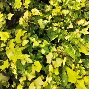 Hedera helix ‘Gold Forever’ – Lierre d’ornement