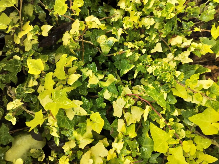 Hedera helix 'Gold Forever'