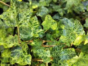 Hedera helix 'Gold Medal'