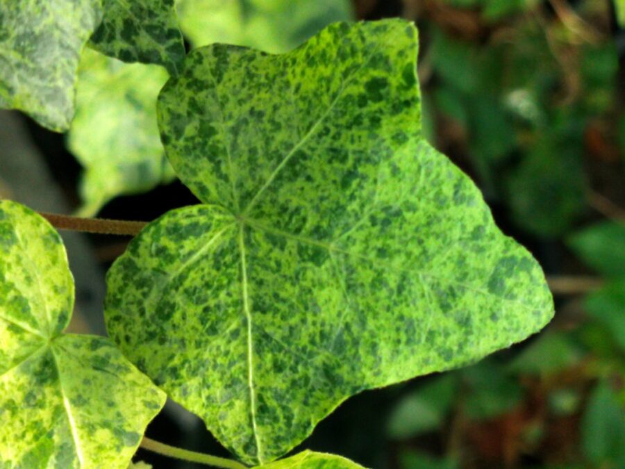 Hedera helix 'Gold Medal'