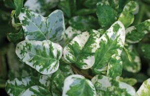 Hedera helix 'Henriette'